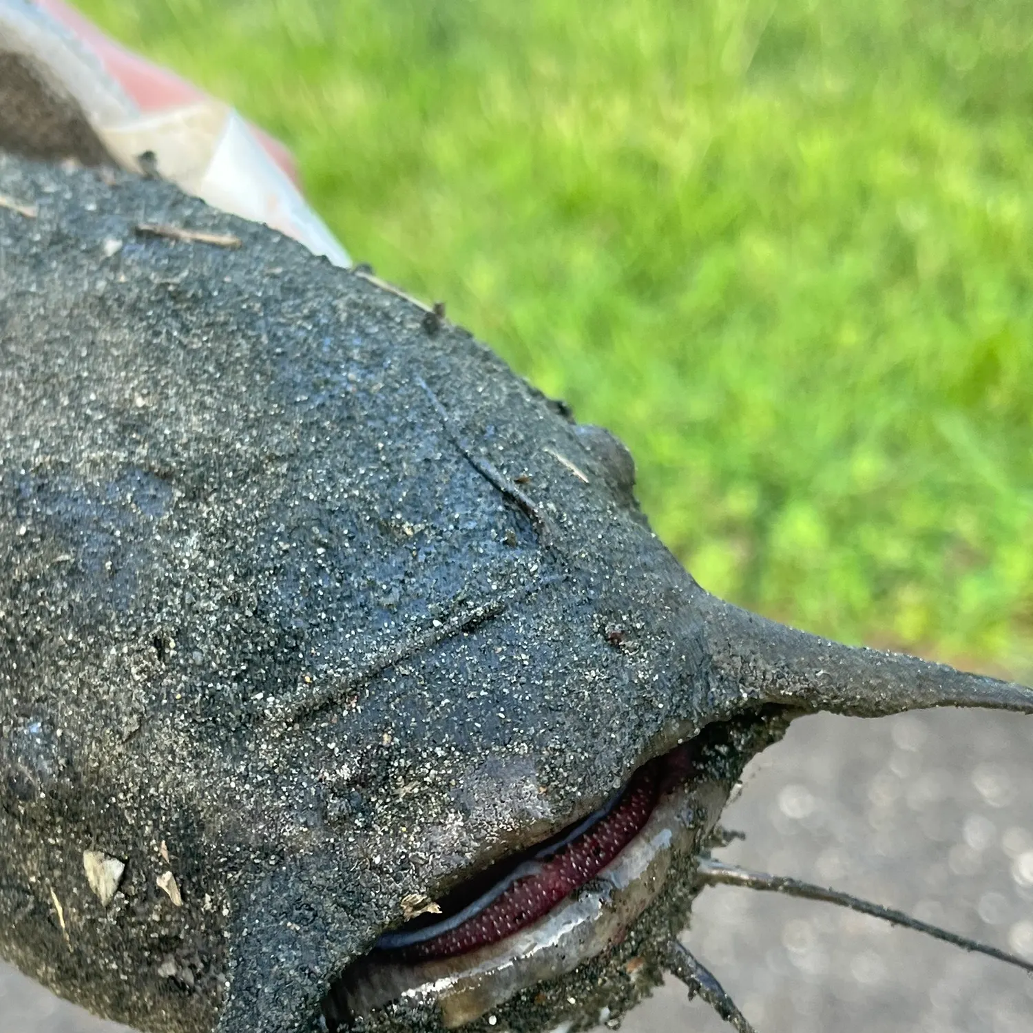 Brown bullhead caught on Fishbrain