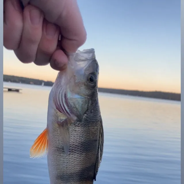 European perch caught on Fishbrain