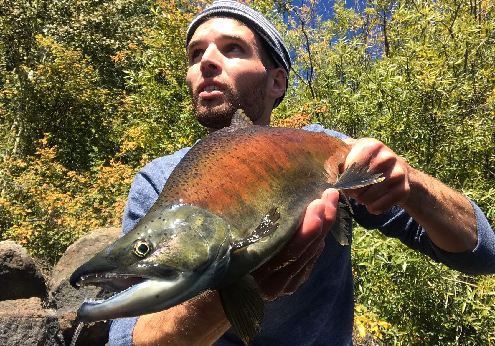 Kokanee salmon