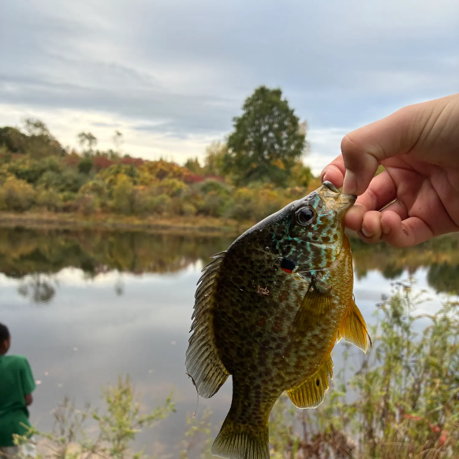 Pumpkinseed caught on Fishbrain