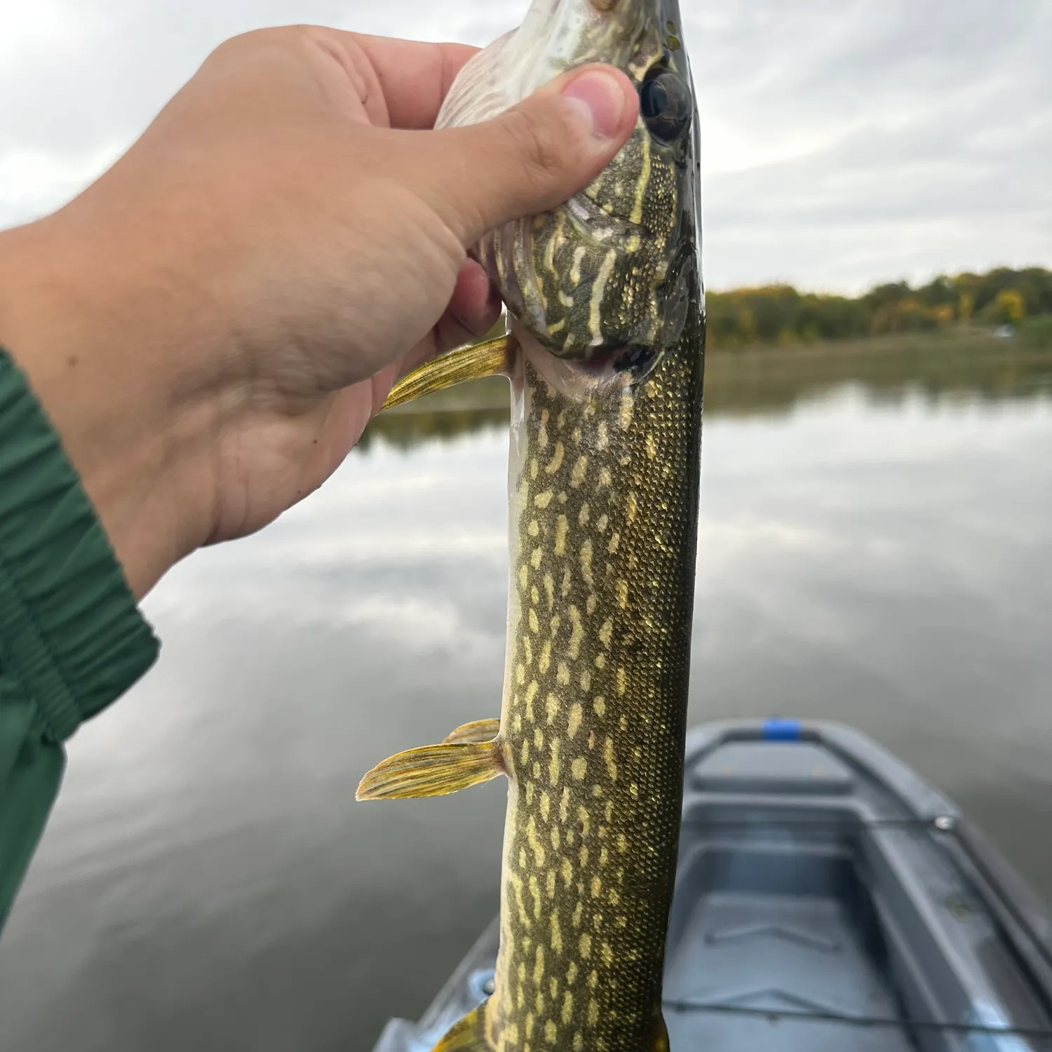 Northern pike caught on Fishbrain