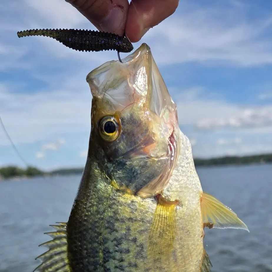 The most recent Black crappie catches on Fishbrain