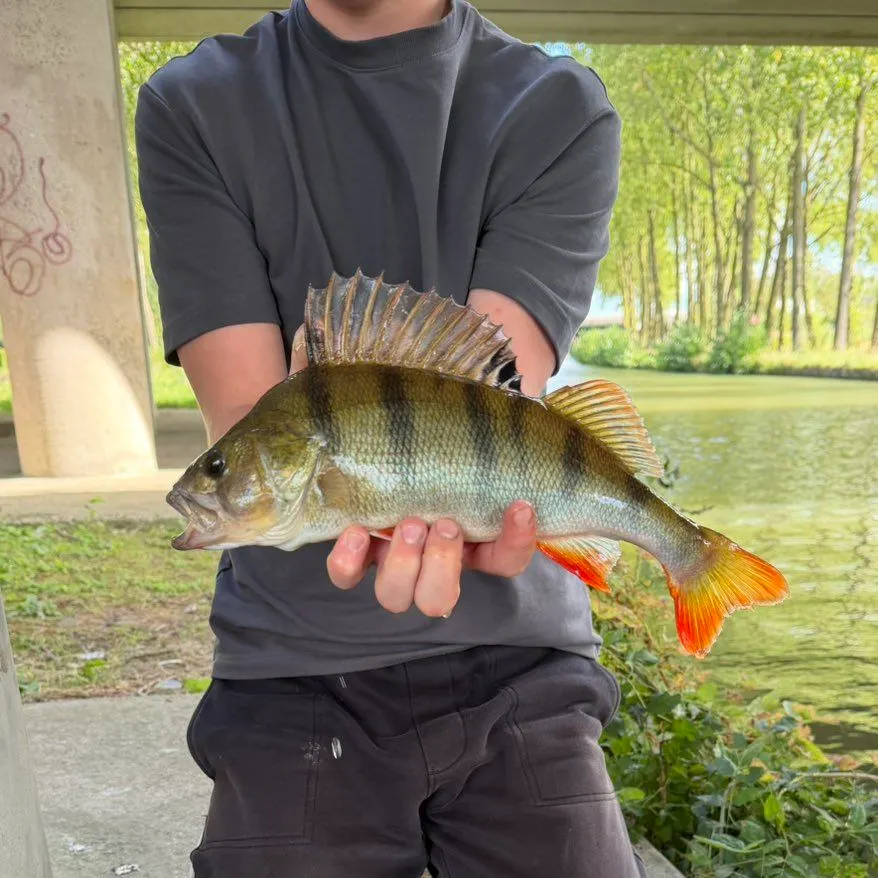 European perch caught on Fishbrain
