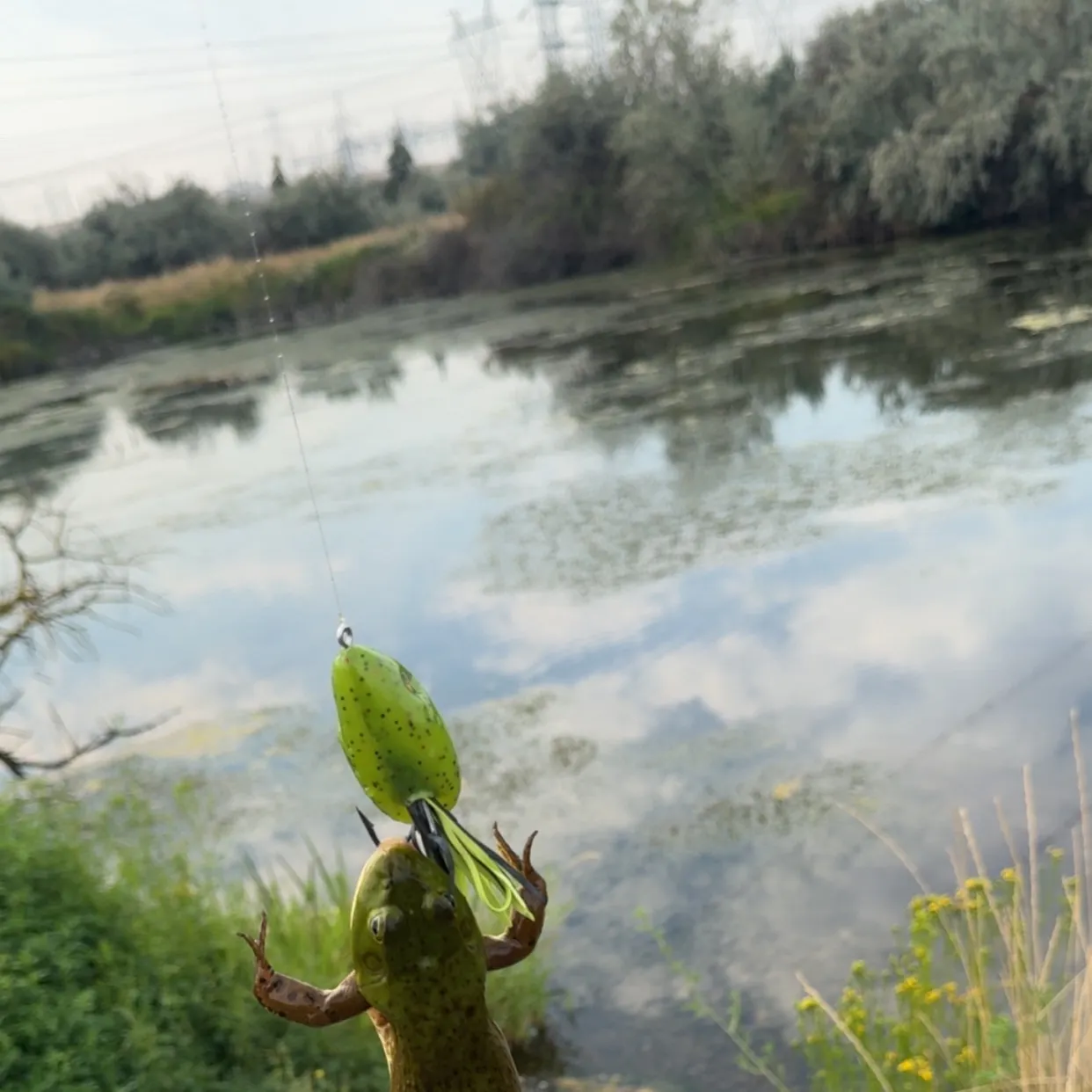 The most recent Green frog catches on Fishbrain