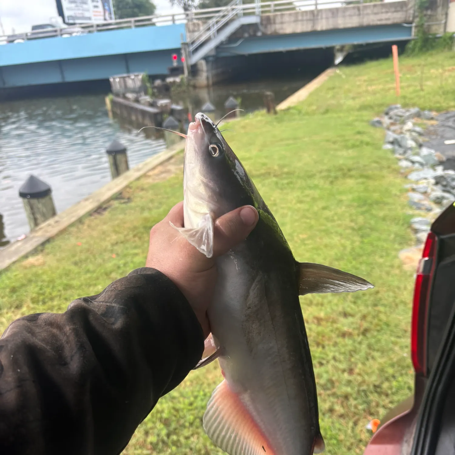 Channel catfish caught on Fishbrain