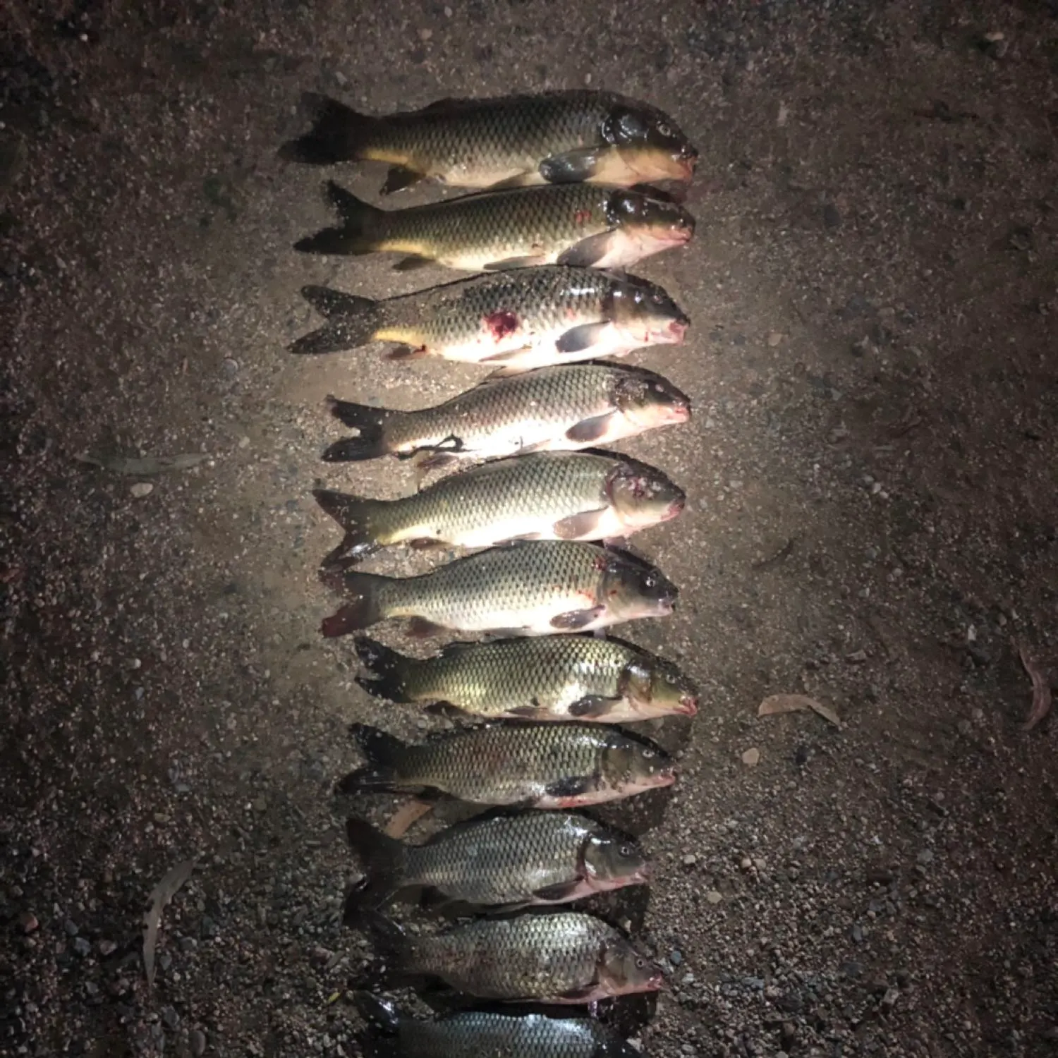 recently logged catches