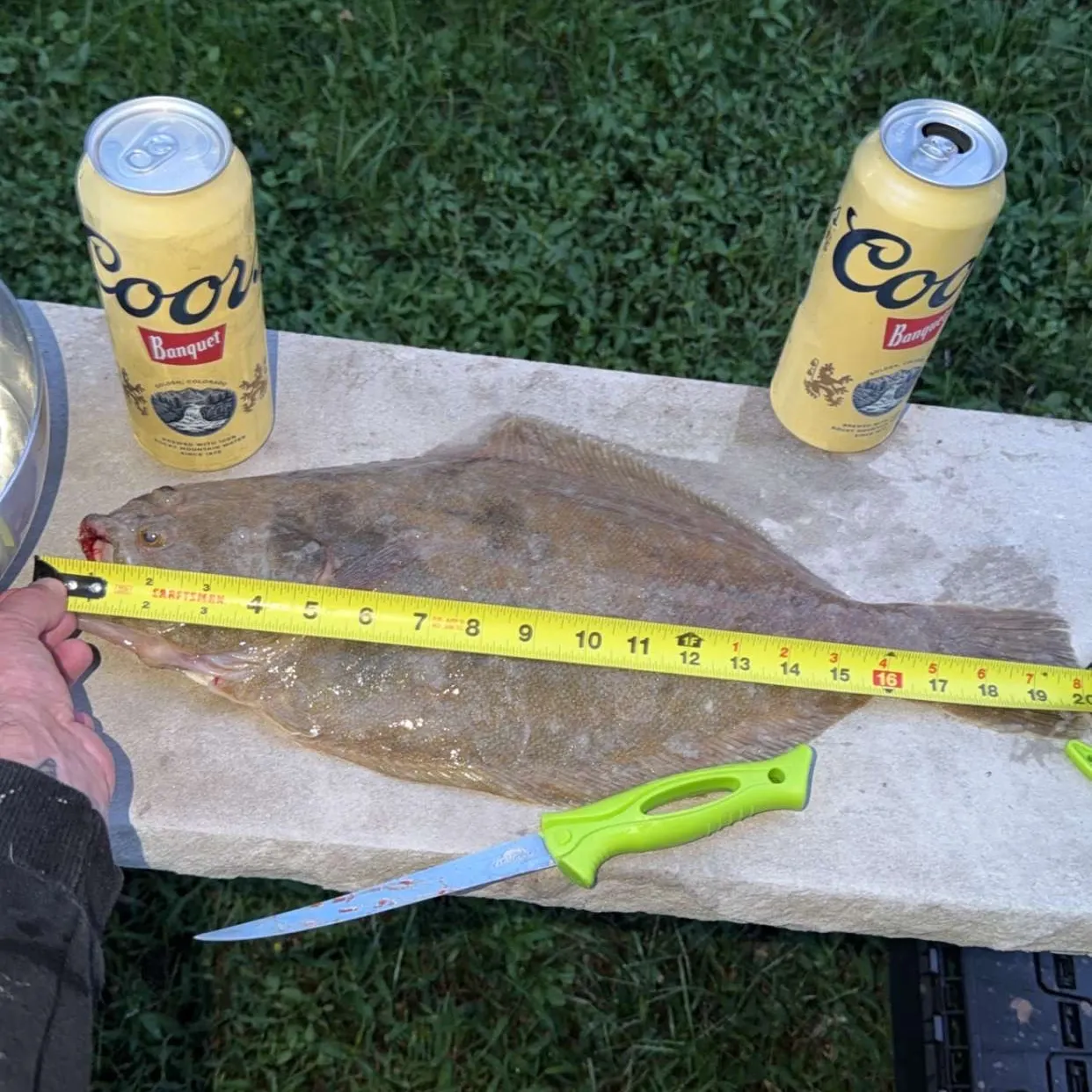 Summer flounder caught on Fishbrain