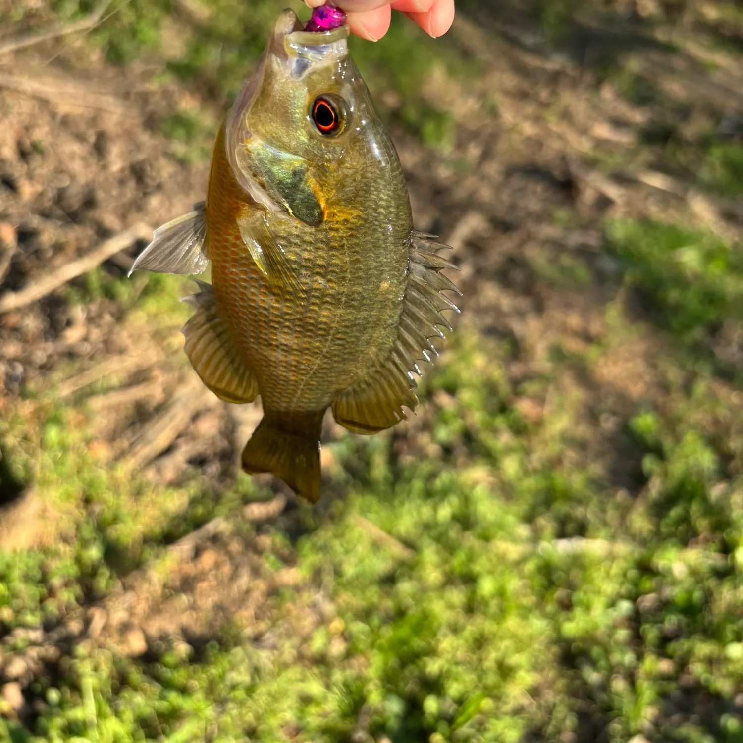 The most recent Redspotted sunfish catches on Fishbrain