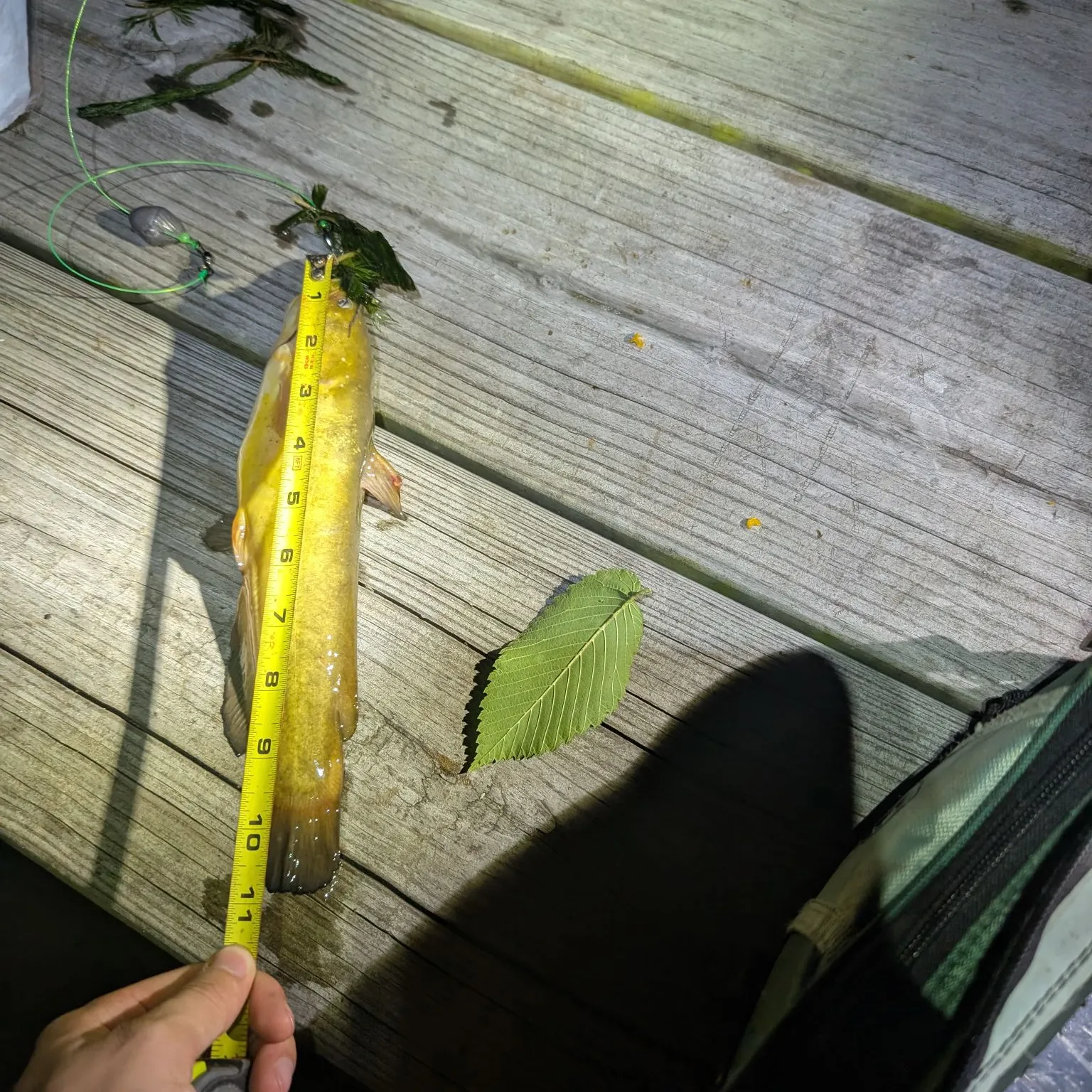 Yellow bullhead caught on Fishbrain