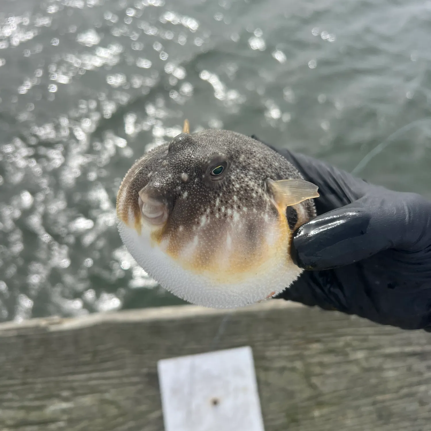 The most recent Northern puffer catches on Fishbrain