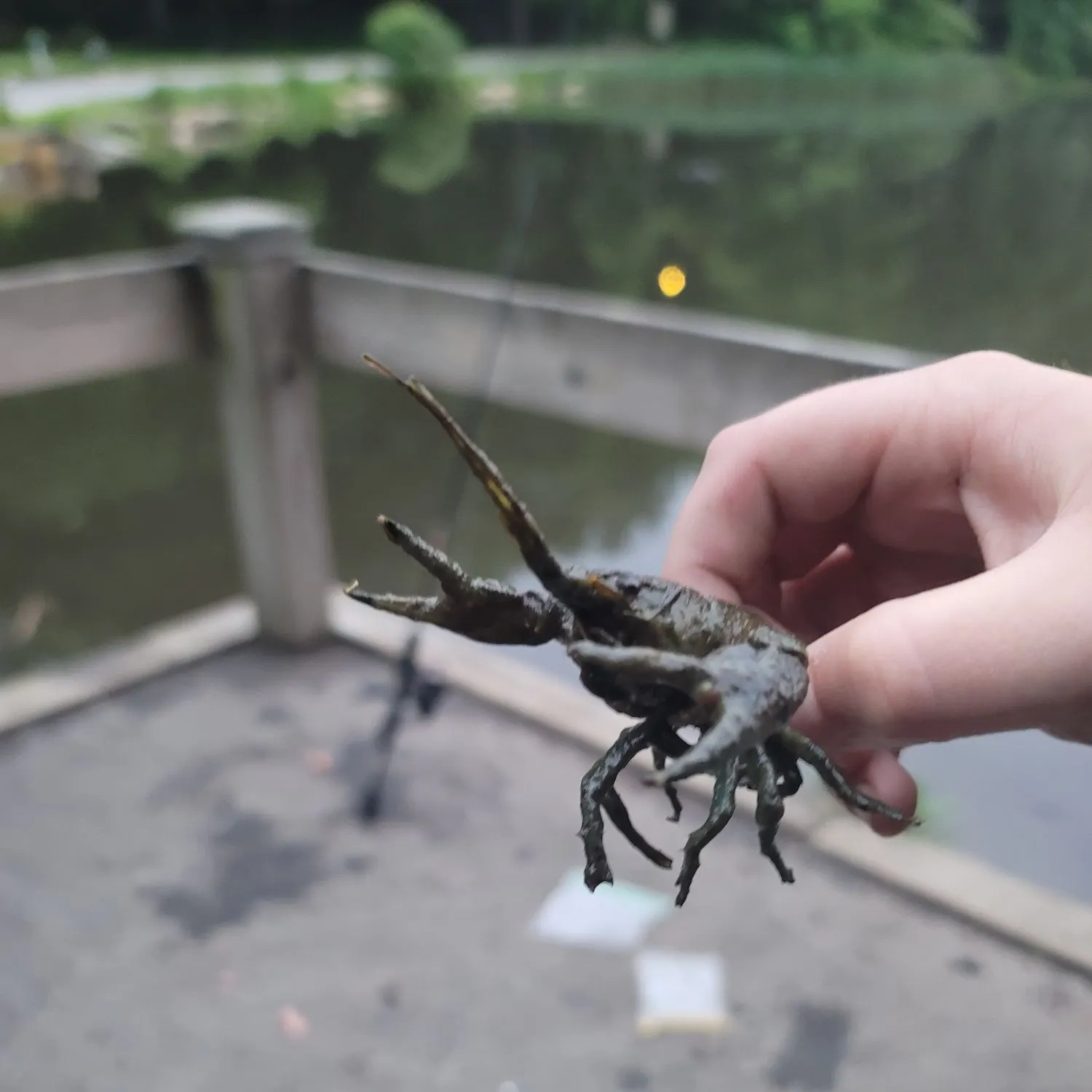 The most recent Virile crayfish catches on Fishbrain