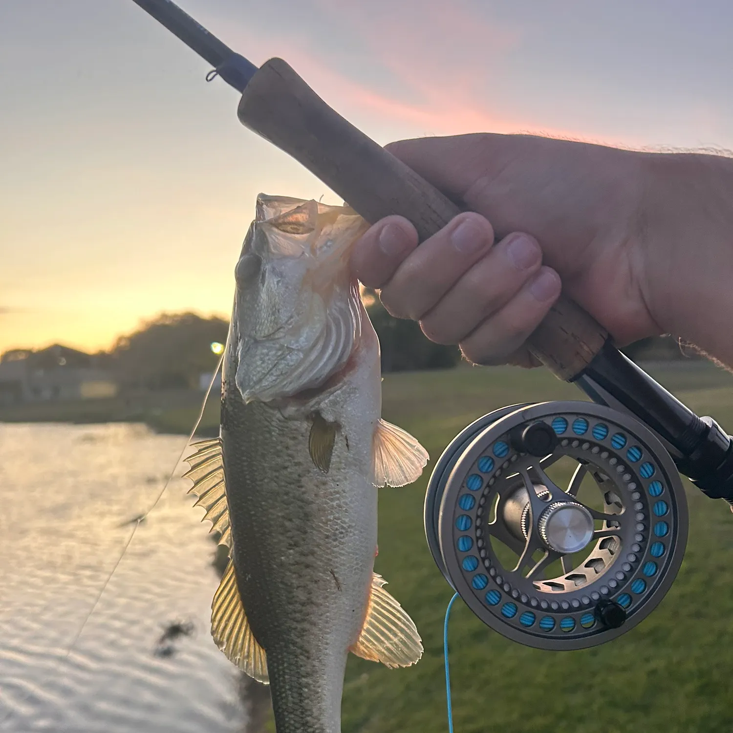 The most recent Florida bass catches on Fishbrain
