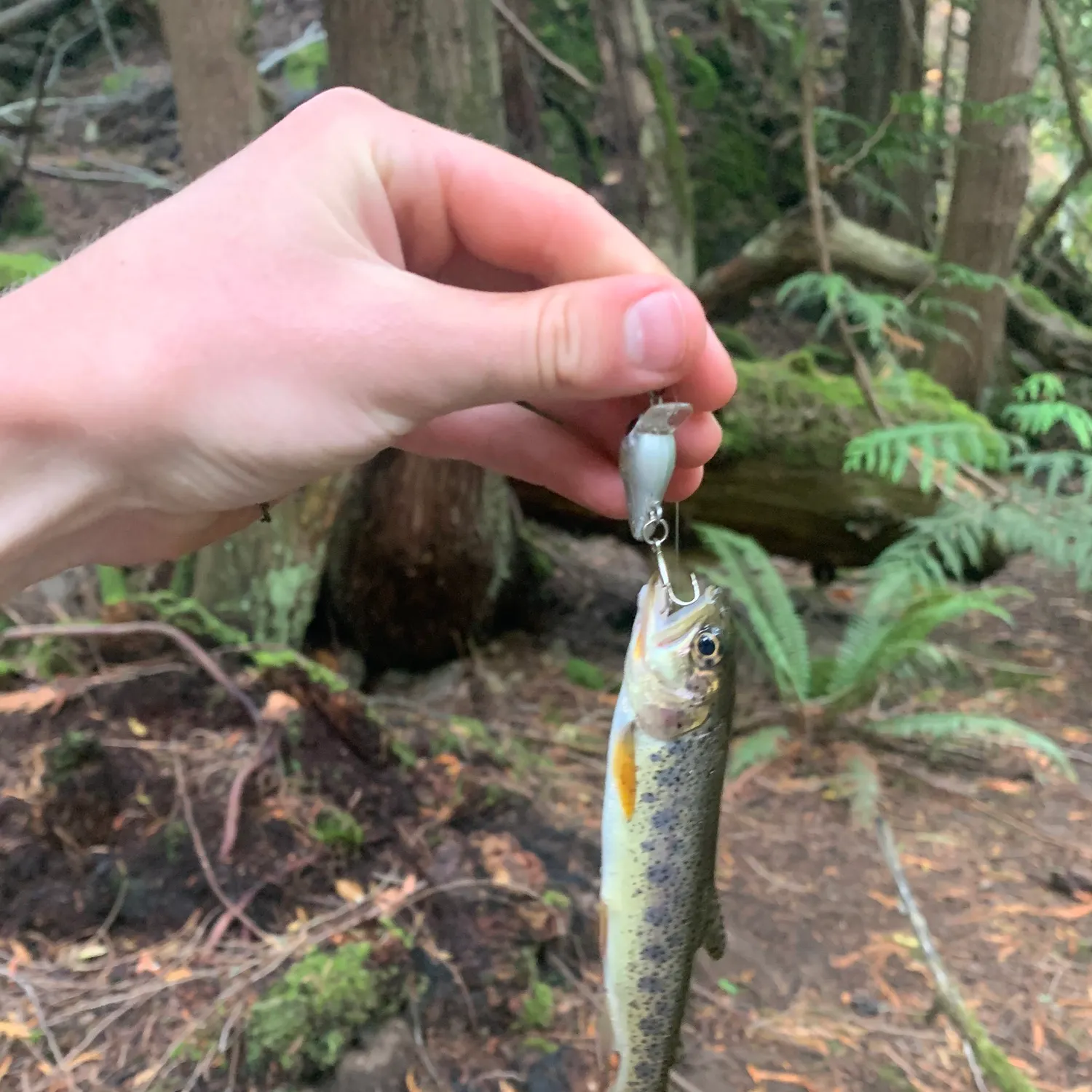The most recent Coastal cutthroat trout catches on Fishbrain