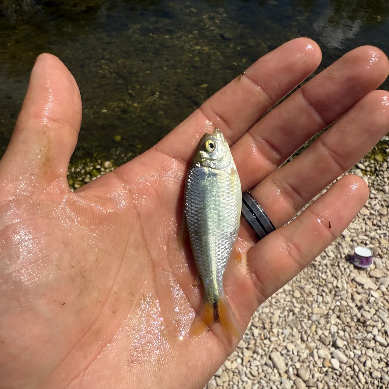 The most recent Mexican tetra catches on Fishbrain