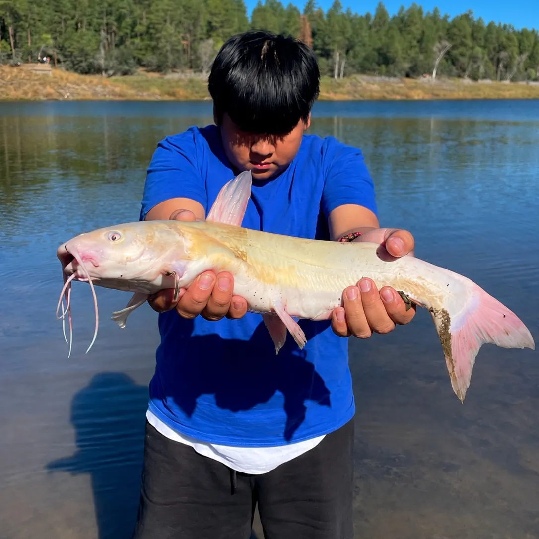 Channel catfish caught on Fishbrain