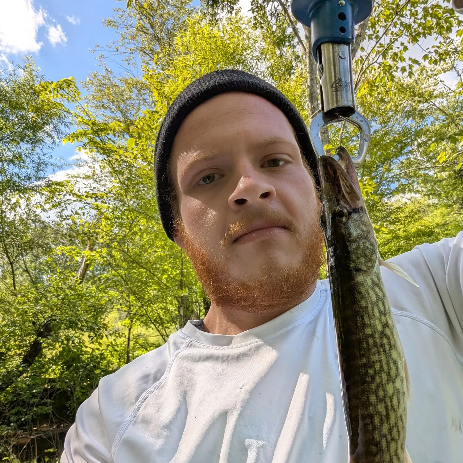 Chain pickerel caught on Fishbrain