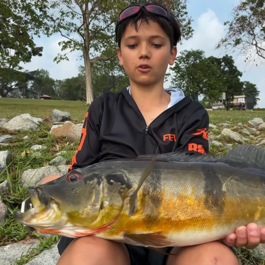 The most recent Speckled peacock bass catches on Fishbrain