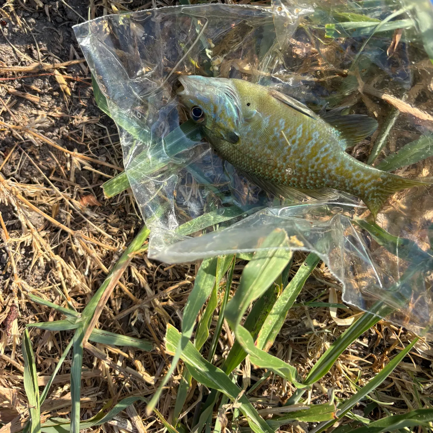 Greengill hybrid caught on Fishbrain