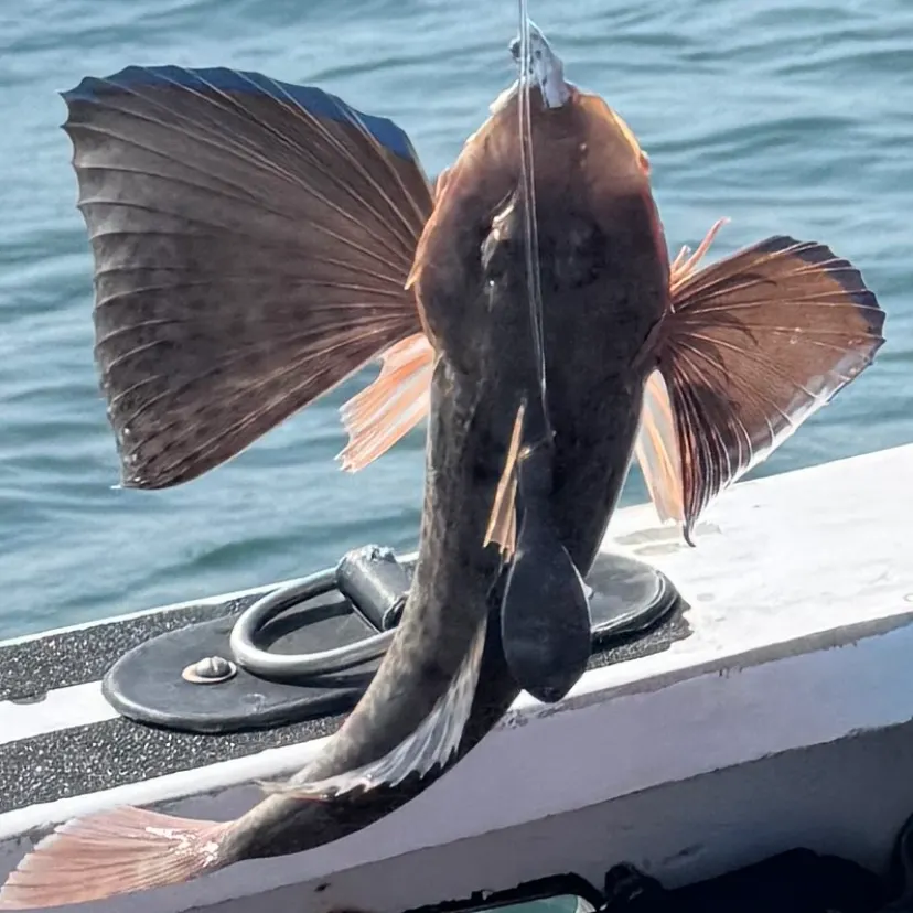 The most recent Striped searobin catches on Fishbrain