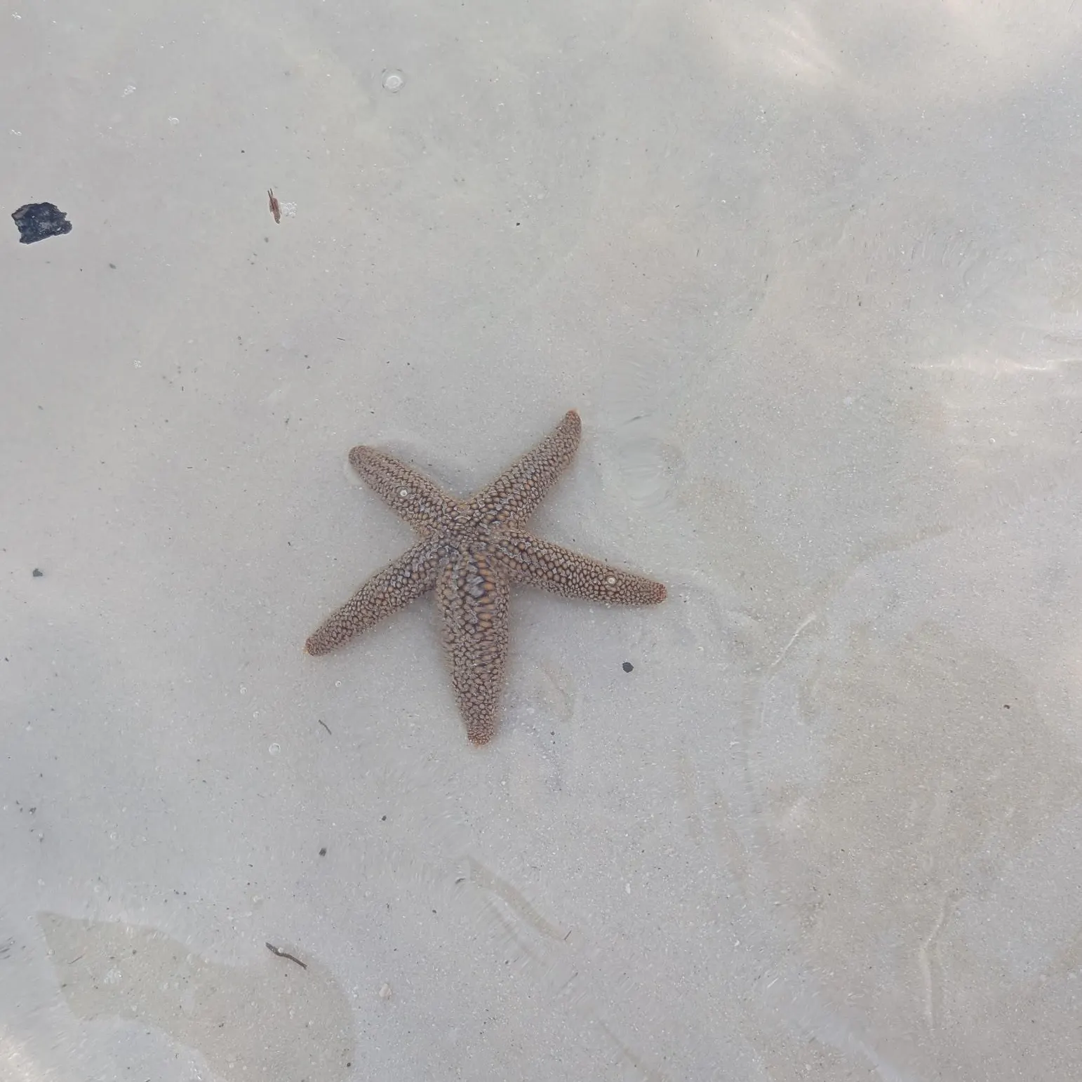 The most recent Starry rockfish catches on Fishbrain