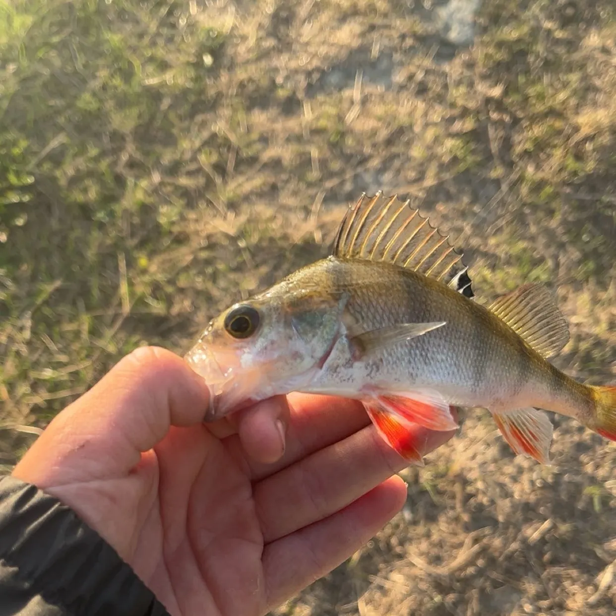 European perch caught on Fishbrain