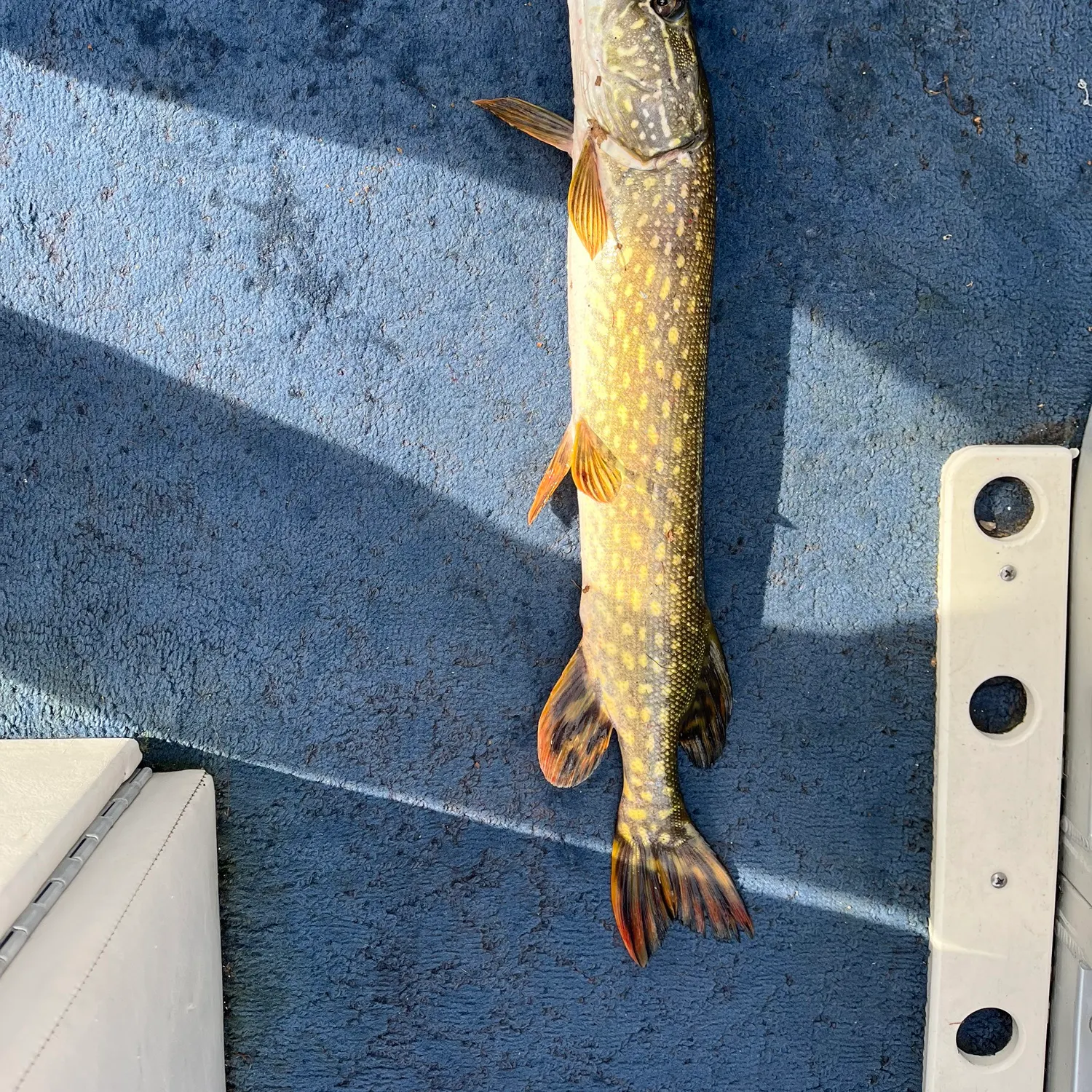 Northern pike caught on Fishbrain