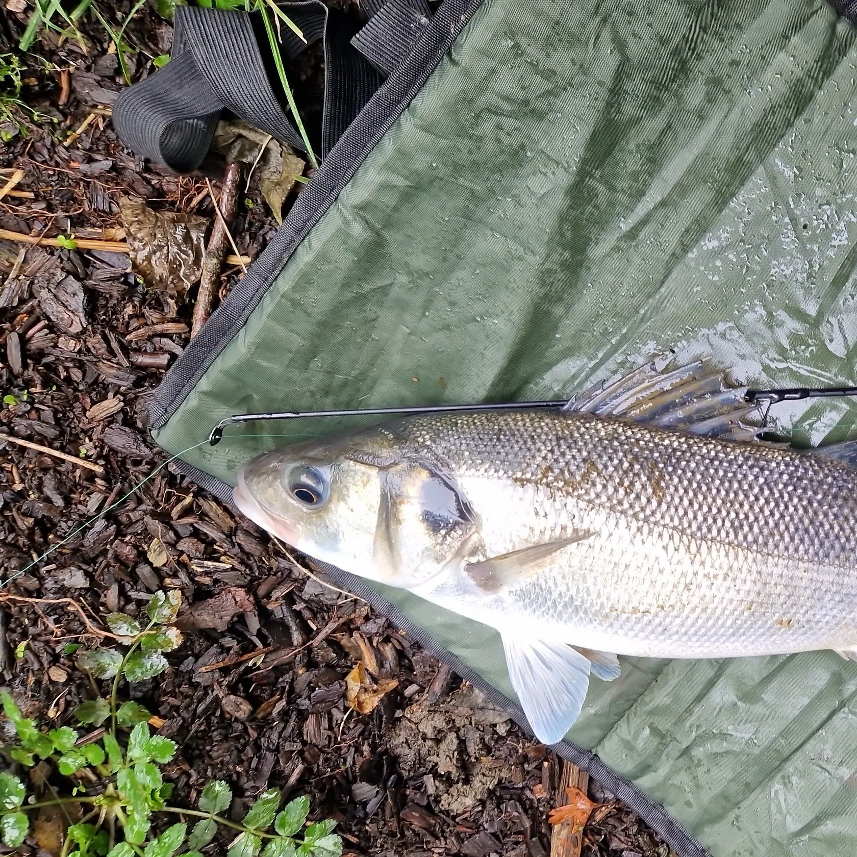 The most recent European seabass catches on Fishbrain