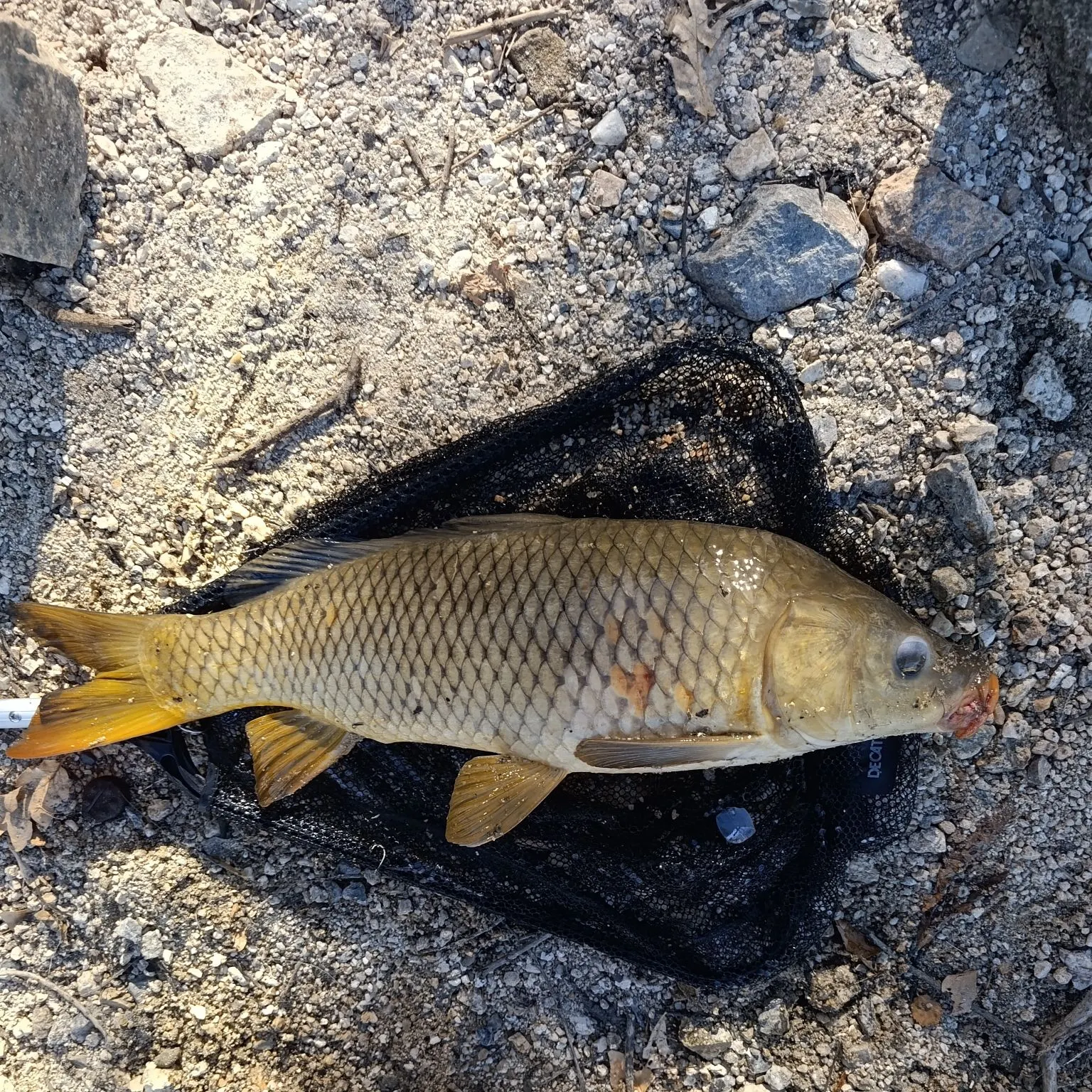 Common carp caught on Fishbrain