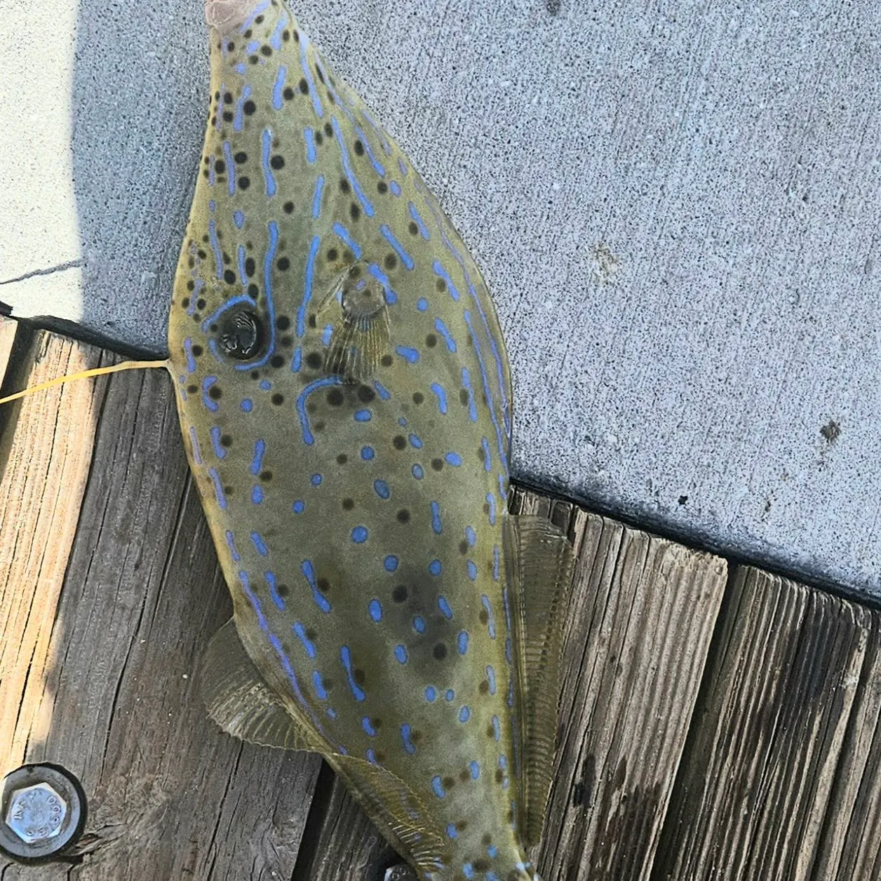 The most recent Scrawled filefish catches on Fishbrain
