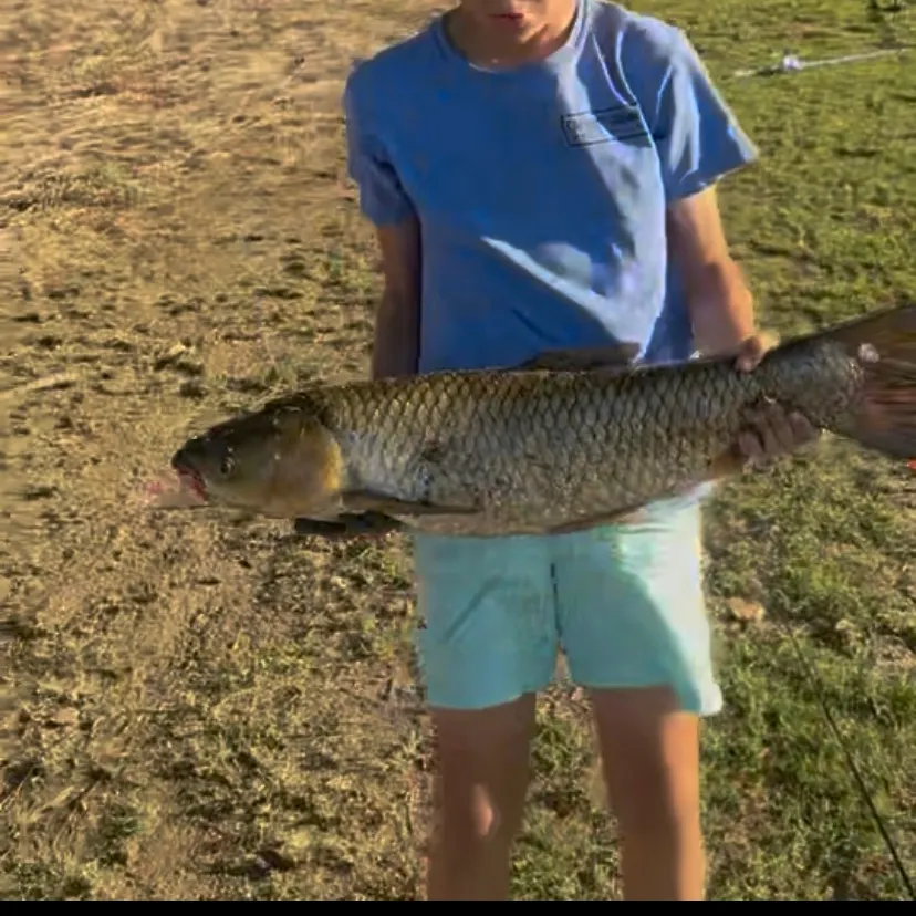 The most recent Grass carp catches on Fishbrain