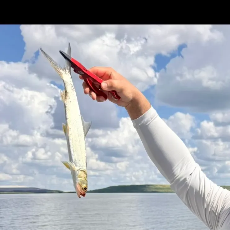 Ladyfish caught on Fishbrain