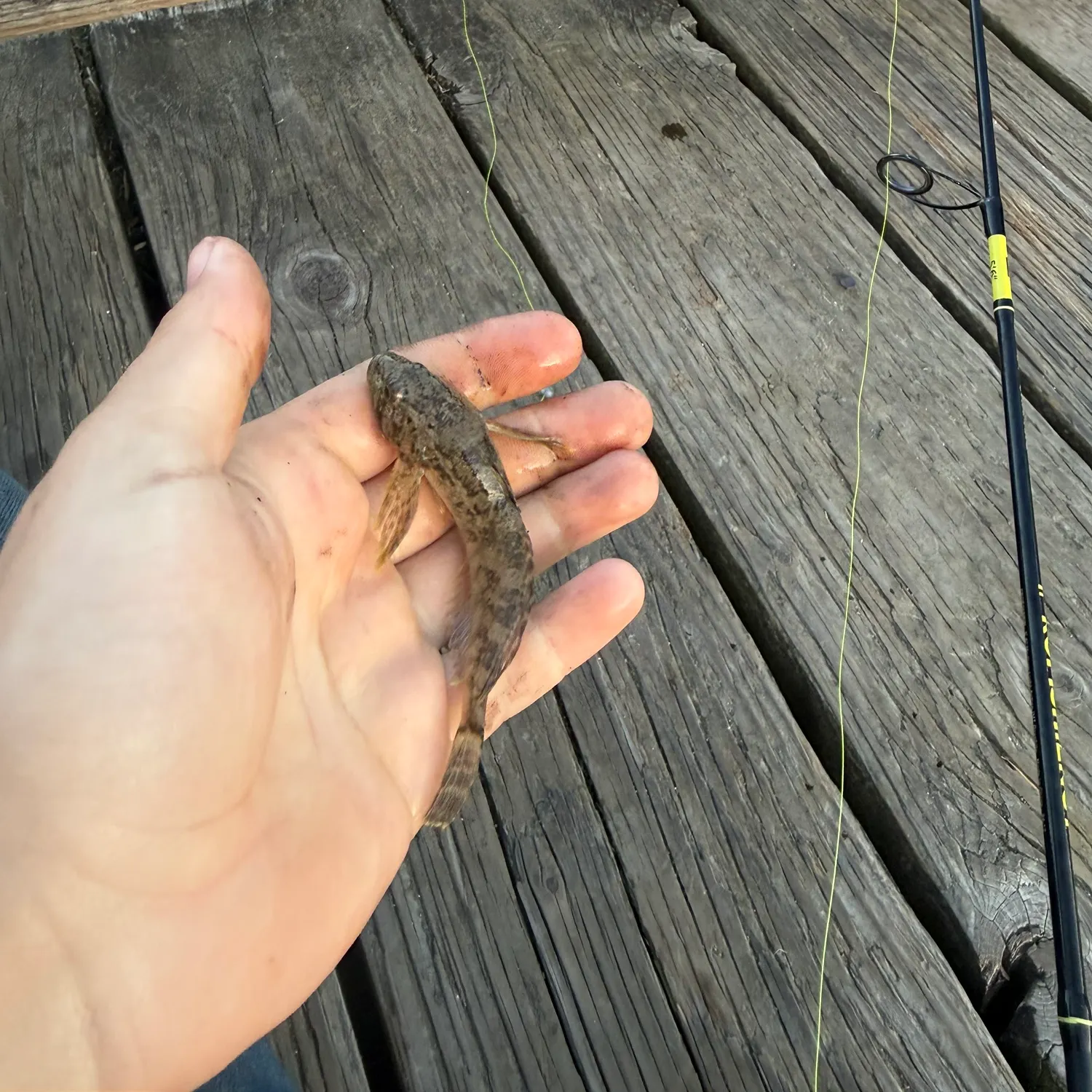 Prickly sculpin caught on Fishbrain