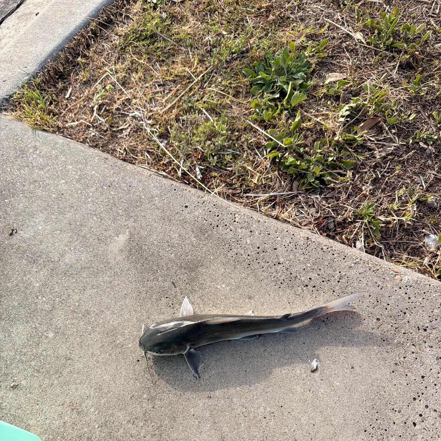 Hardhead sea catfish caught on Fishbrain