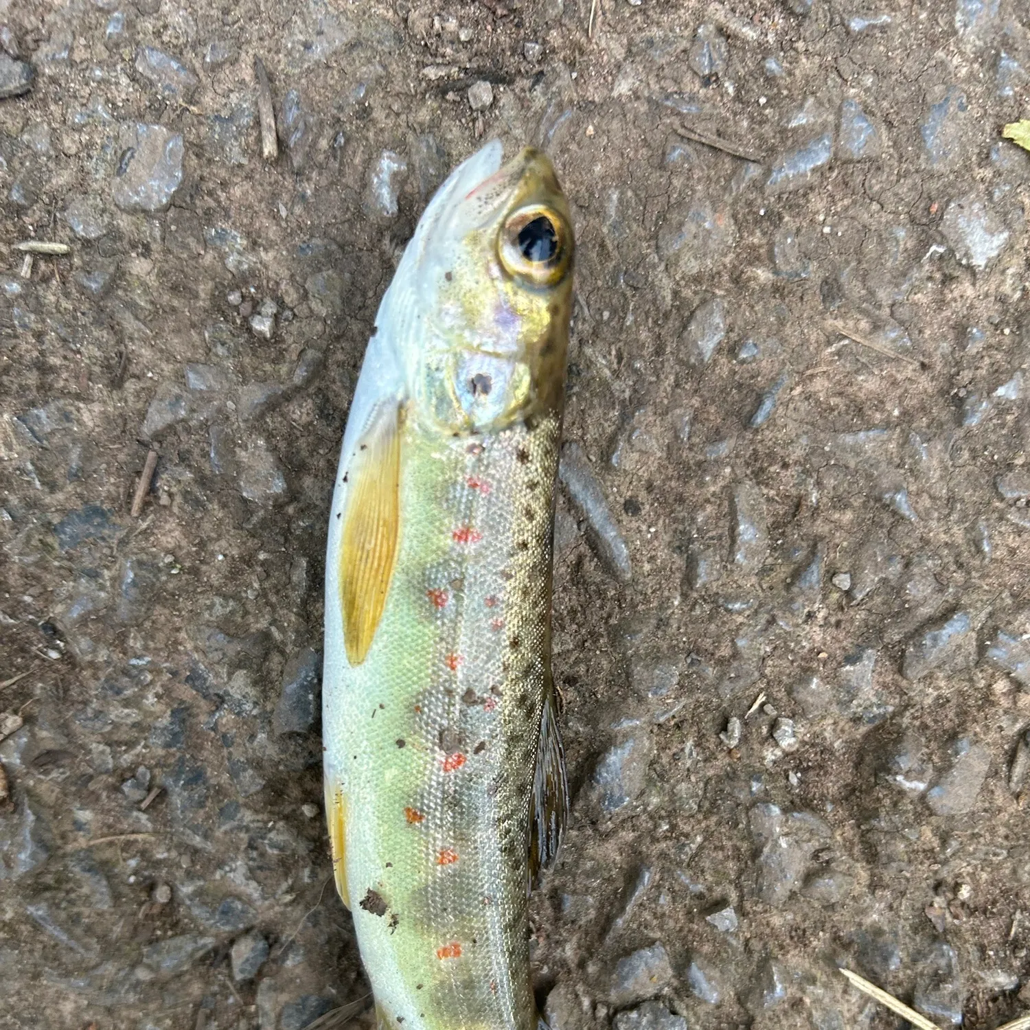Brown trout caught on Fishbrain