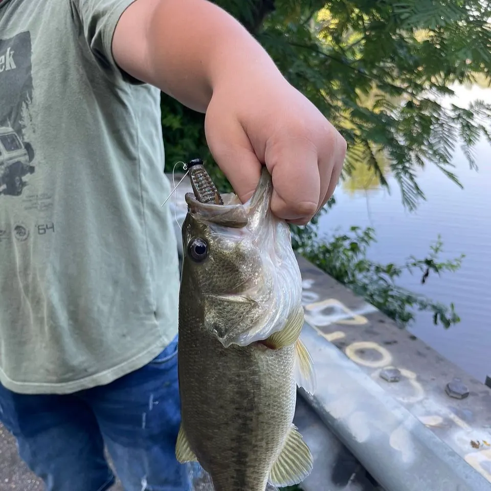 Fish caught on Fishbrain
