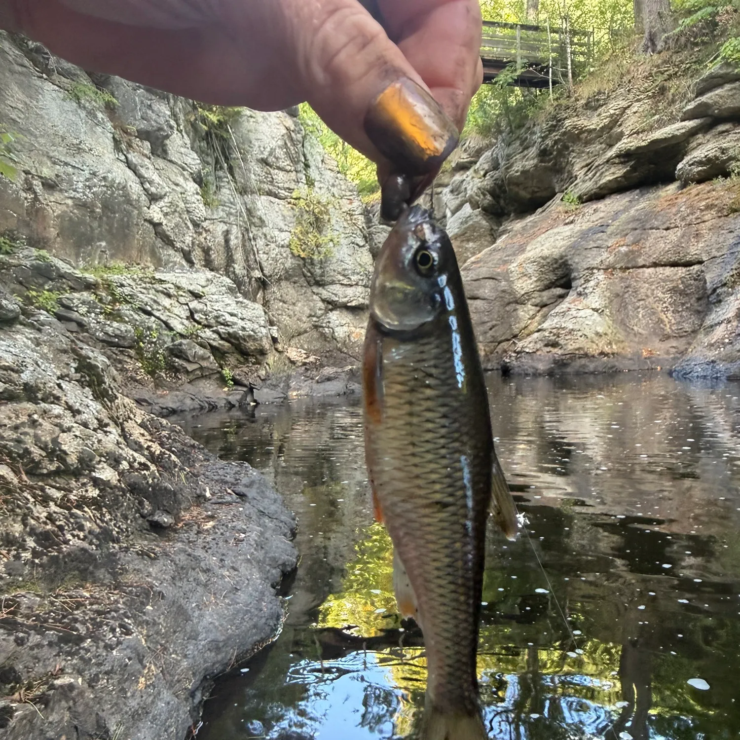 Common shiner caught on Fishbrain