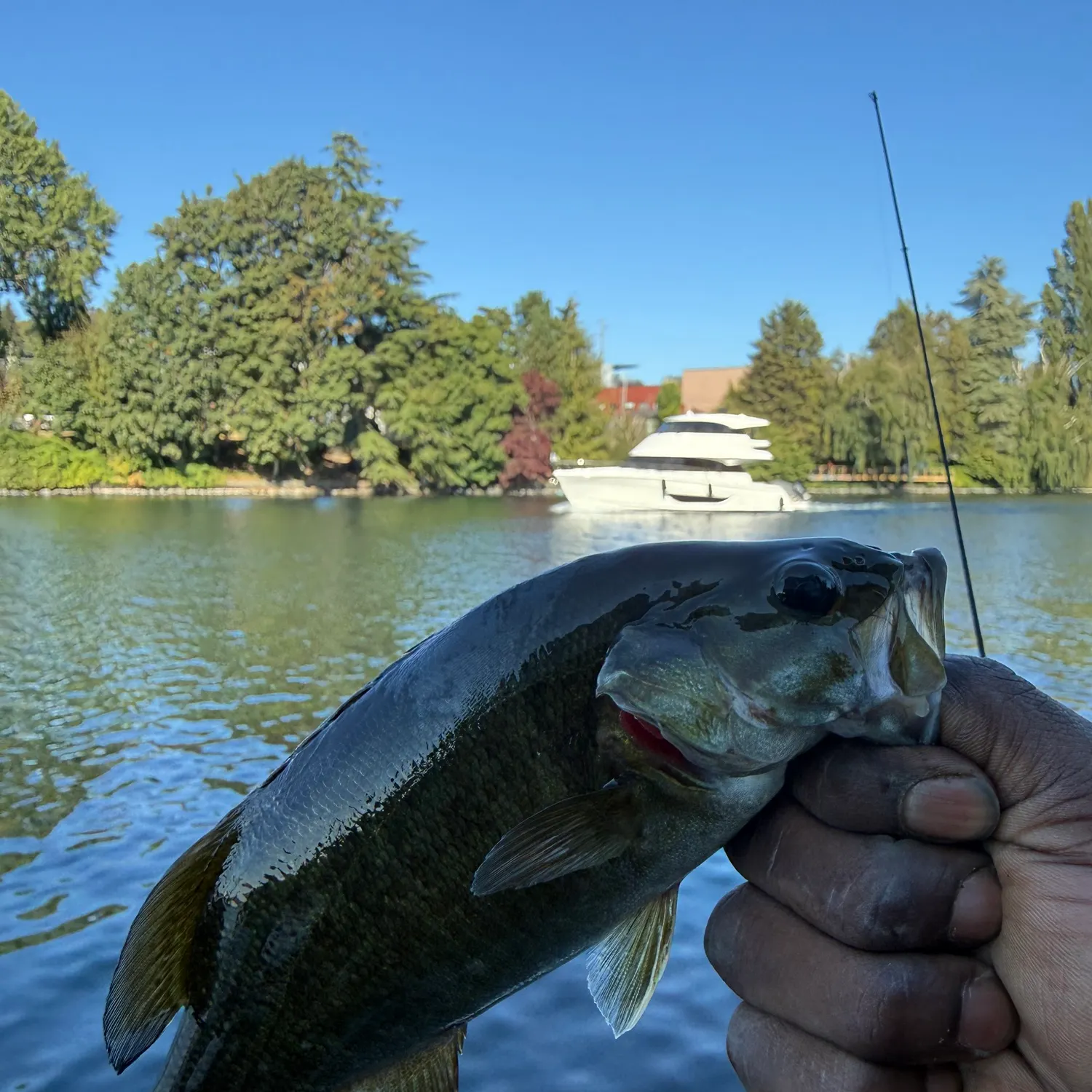 Smallmouth bass caught on Fishbrain