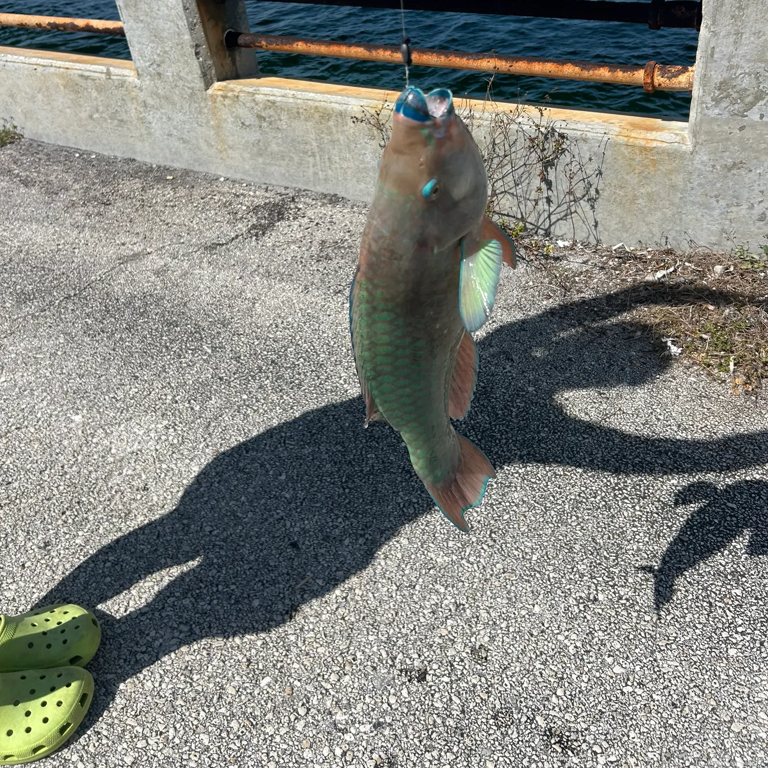 The most recent Rainbow parrotfish catches on Fishbrain