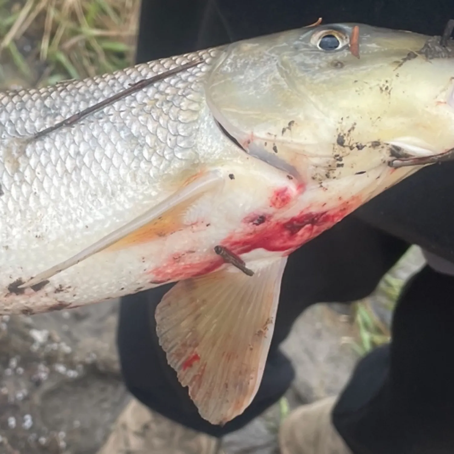 The most recent Silver redhorse catches on Fishbrain