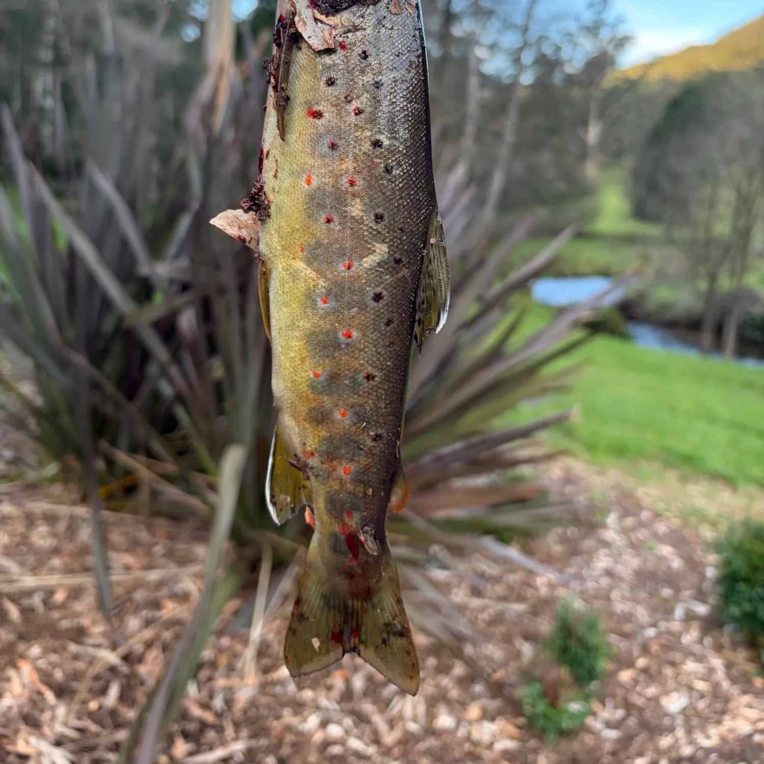 Brown trout caught on Fishbrain