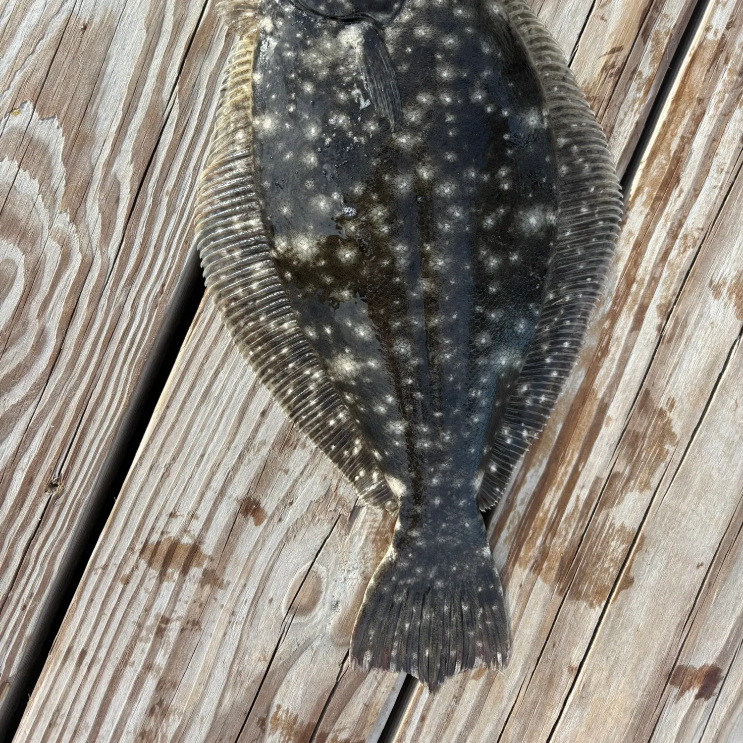 Summer flounder caught on Fishbrain