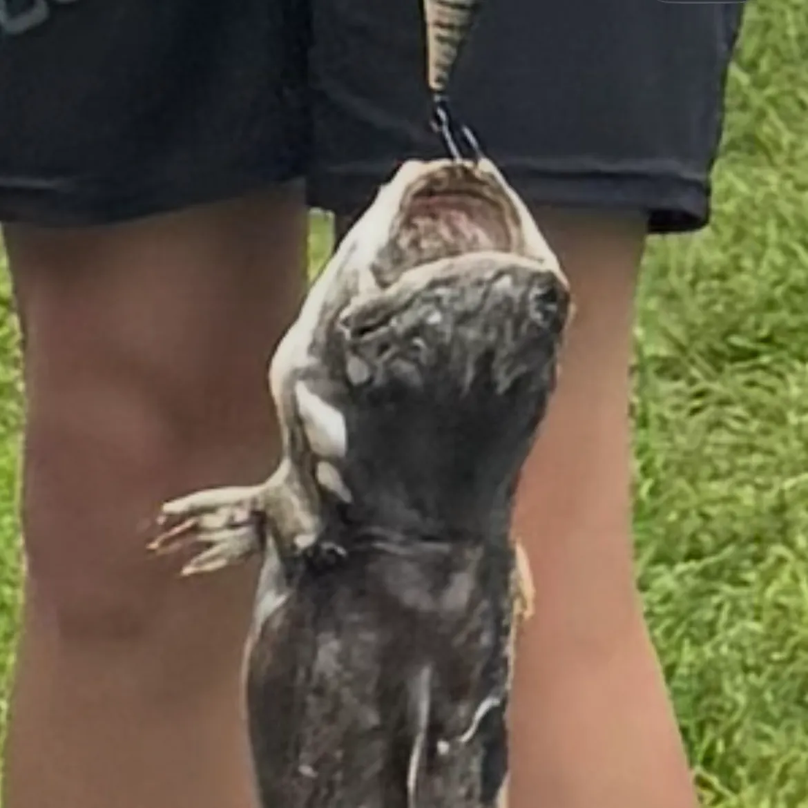 Channel catfish caught on Fishbrain