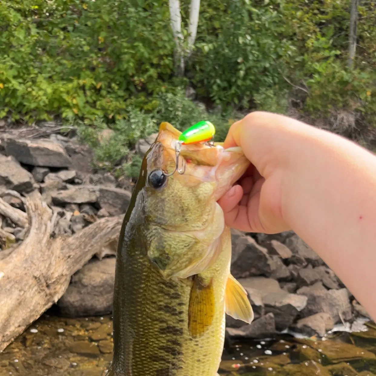 Largemouth bass caught on Fishbrain