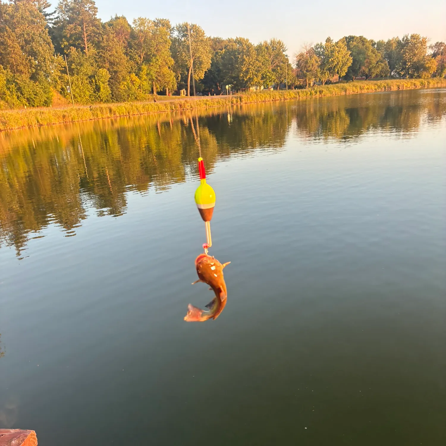 Fish caught on Fishbrain