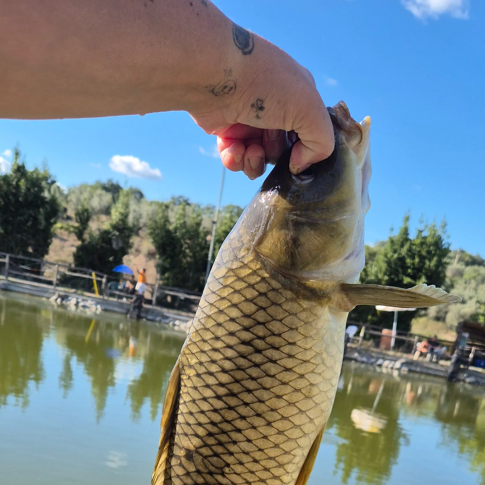 Common carp caught on Fishbrain
