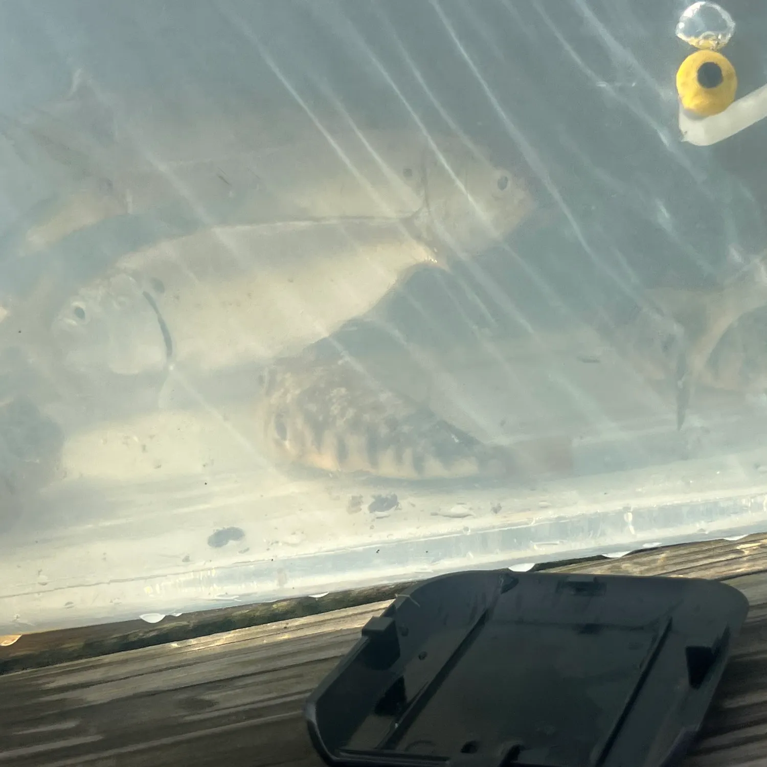The most recent Gulf menhaden catches on Fishbrain