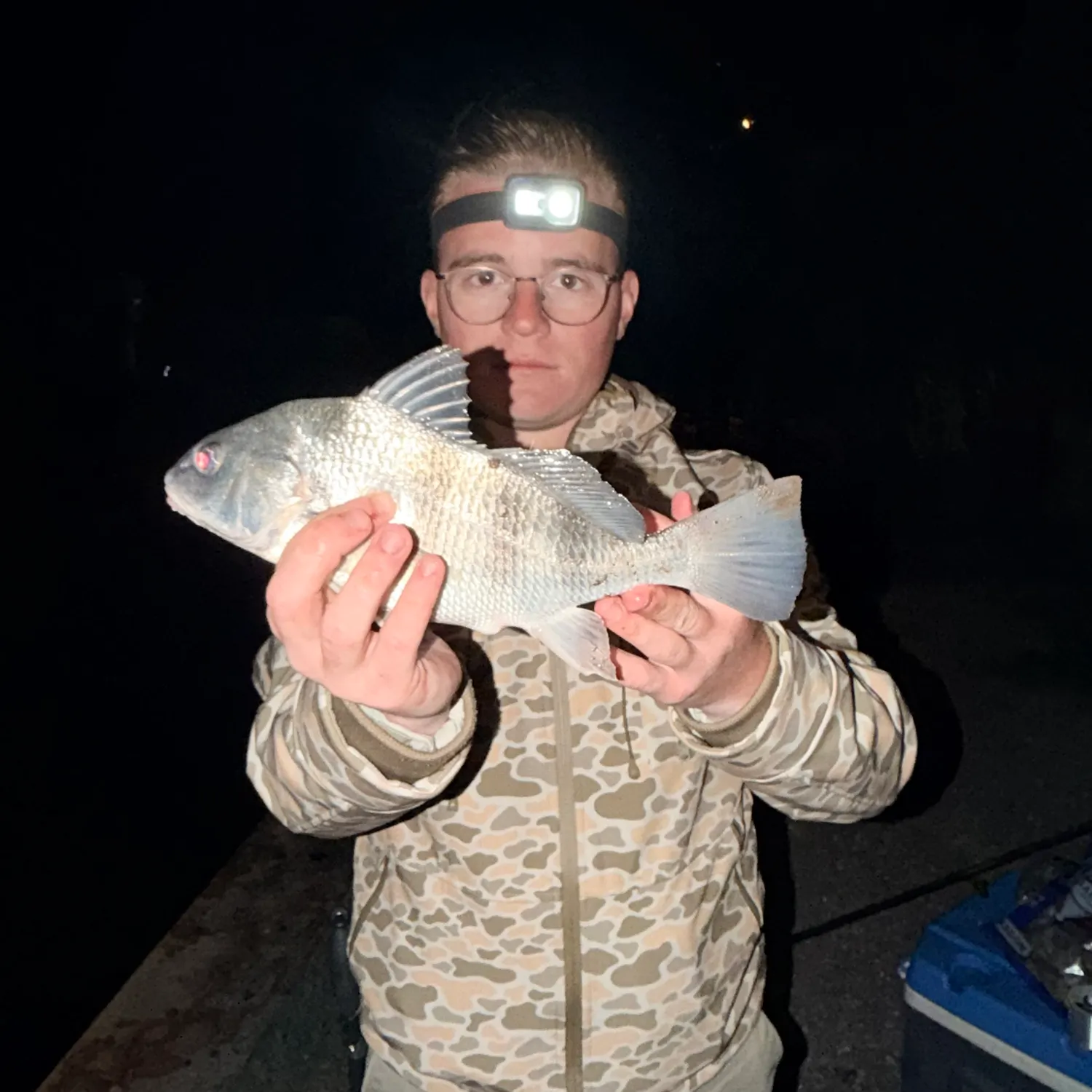 Black drum caught on Fishbrain