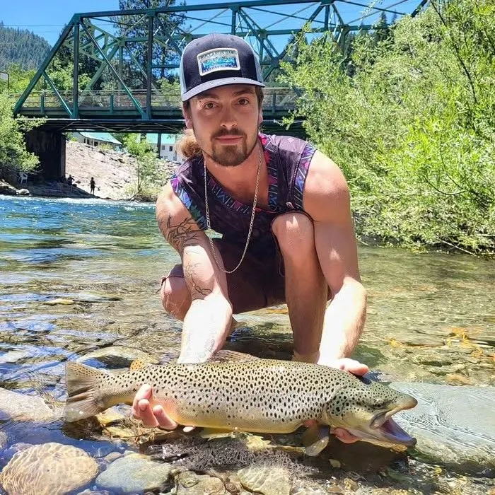 Brown trout caught on Fishbrain