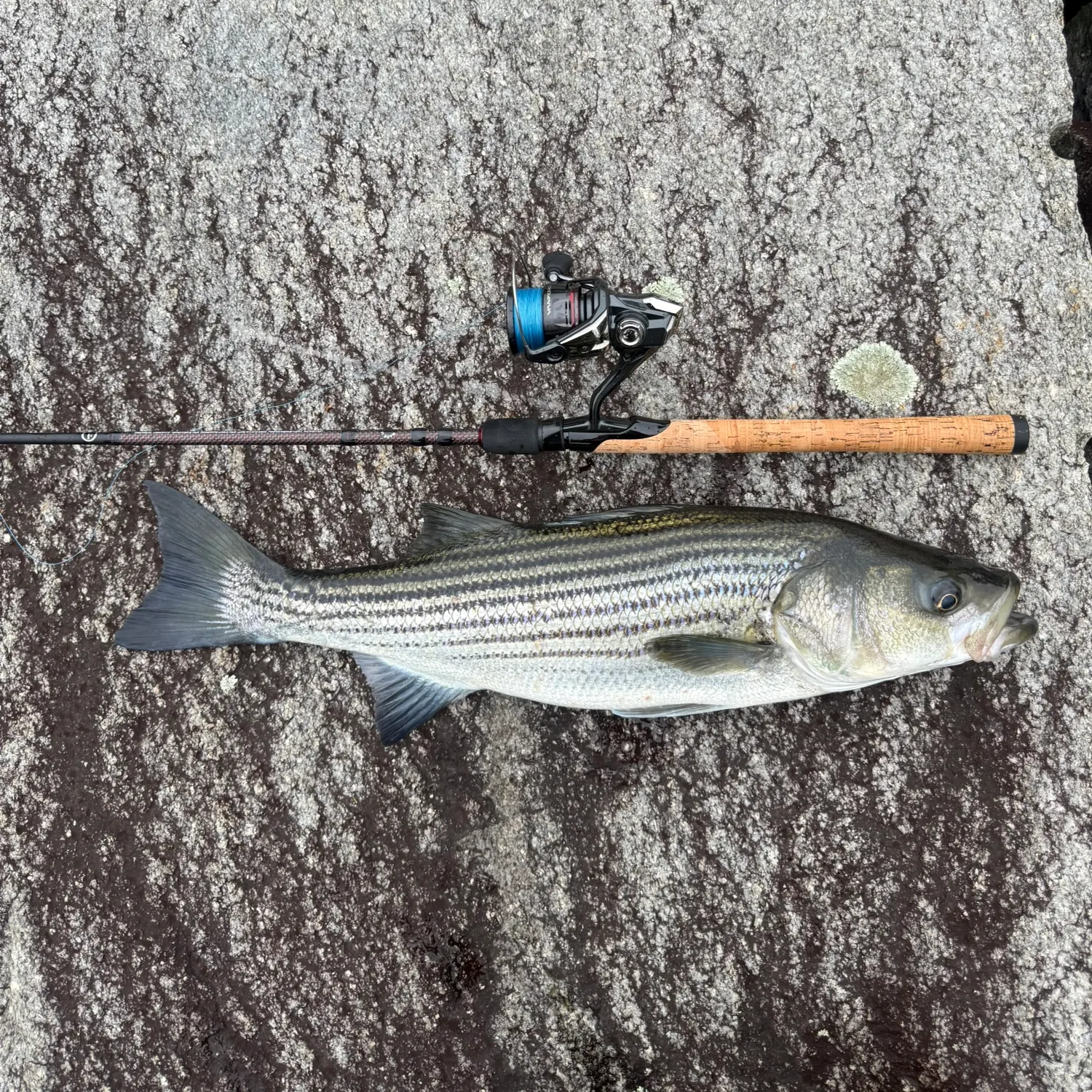 Striped bass caught on Fishbrain