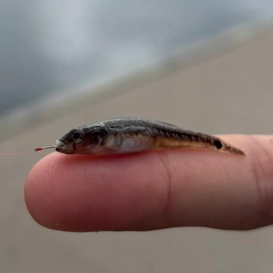 The most recent Two-spotted goby catches on Fishbrain
